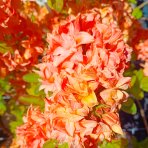 Azalka veľkokvetá (Azalea Mollis) ´GENA MAE´ - výška 50-80 cm, kont. C3L